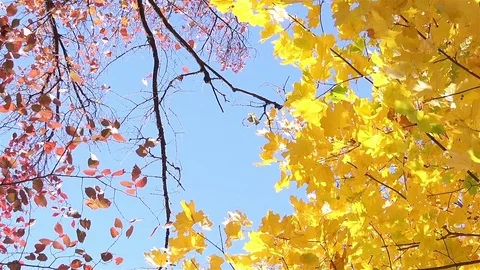 Bottom View on a Multicolored Leaves on the Autumn Trees Video stock 81372963
