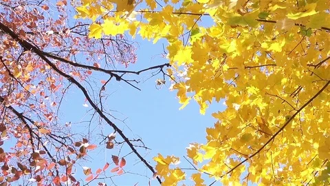 Bottom View on a Multicolored Leaves on the Autumn Trees in the Park Stock Footage 81373652