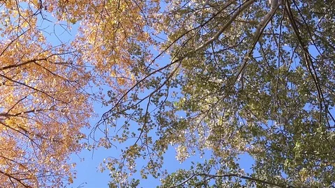 Bottom View on a Multicolored Leaves on the Autumn Trees in the Forest Stock Footage 81534342