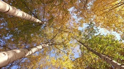 Bottom View on a Multicolored Leaves on the Birch Trees in Autumn Park Video stock 81801735