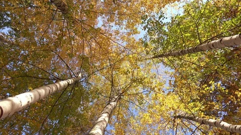 Bottom View on a Multicolored Leaves on the Birch Trees in Autumn Forest Stock Footage 81801741