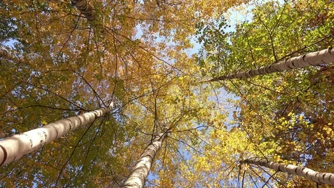 Bottom View on a Multicolored Leaves on the Birch Trees in Autumn Park. 4K Stock Footage 81802231
