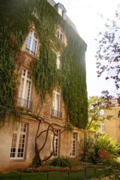 Bottom view of an old building with large windows twined with green ivy Stock Photos