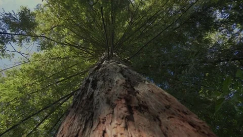 Bottom view of old sequoia tree and the blue sky through the branches Stock Footage 156512207