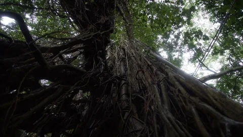 Bottom view of old tree Rainforest in Bali Indonesia Stock Footage 83720236