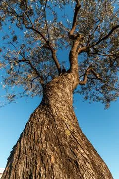 Bottom view of olive tree and blue sky in Spain Stock Photos