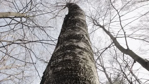 The bottom view of the one lonely birch tree on forest nature background. Tree Stock Footage 131335622