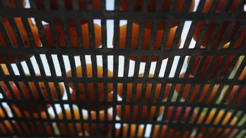 A bottom view of orange apricots that are being dried and harvested for the Stock Footage 231473523