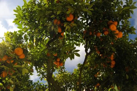 Bottom-up view of an orange tree full of oranges Stock Photos