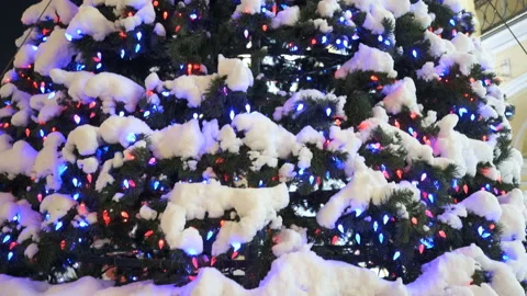 Bottom up view of outdoor Christmas tree Stock Footage 130105529