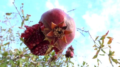Bottom view on overripe pomegranate Stock Footage 68311539
