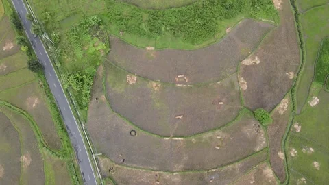 Bottom Up View on Paddy Field and Mountain Stock Footage 147194328