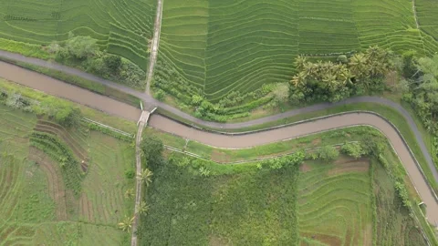 Bottom Up View on Paddy Field 스톡 동영상 146568607