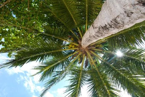 Bottom view of the palm Stock Photos