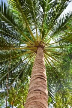 Bottom view at palm with spreading branches Stock Photos