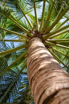 Bottom view at palm with spreading branches Stock Photos