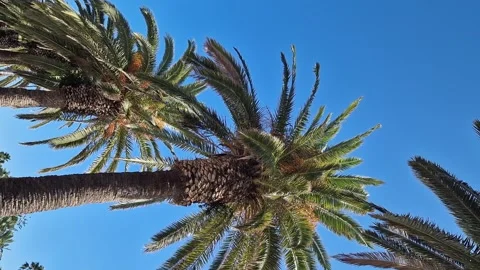 Bottom view of palm tree against beautiful blue sky Stock Footage 289389674