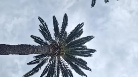 Bottom view of palm tree against cloudy sky Video stock 289389923