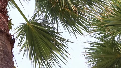 Bottom view of palm tree against beautiful blue sky Stock Footage 295690218