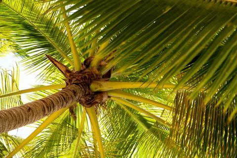 Bottom up view of a palm tree and dense green leaves. Tropical vegetation of  Stock Photos