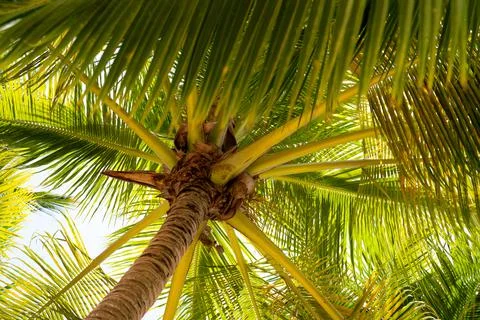 Bottom up view of a palm tree and dense green leaves. Tropical vegetation of  Stock Photos
