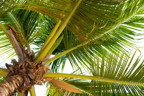 Bottom up view of a palm tree and dense green leaves. Tropical vegetation of  Stock Photos