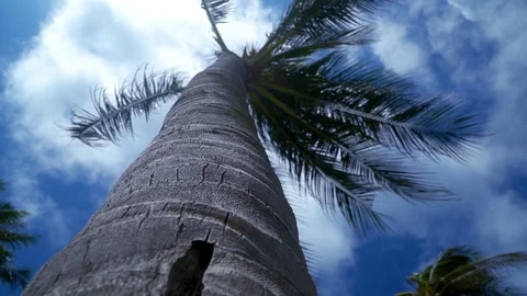 Bottom up view of a palm tree. Blue sky with clouds. Windy weather. Stock Footage 96770867