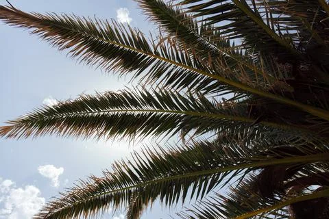 Bottom view palm tree blue Stock Photos