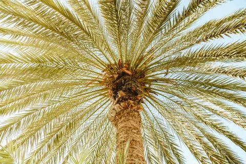Bottom view on a palm tree with green leafs Stock Photos