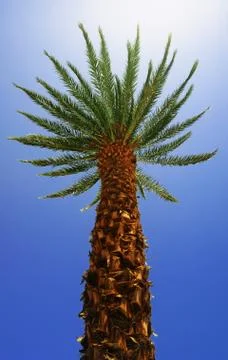 Bottom view of a palm tree Stock Photos