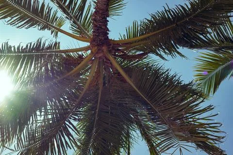 Bottom view of a palm tree with sunlight and blue sky in Hawaii Stock Photos