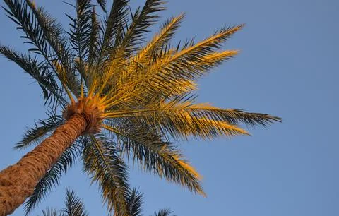 Bottom view of a palm tree at sunset Stock Photos
