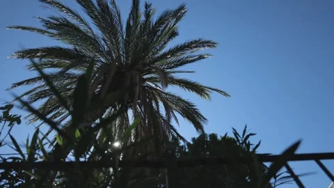 Bottom View of a Palm Tree Through which the Rays of the Sun Break Through... Stock Footage 287589659