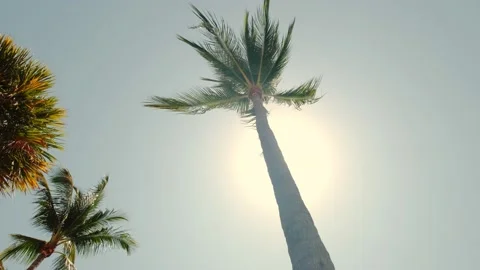 Bottom view of palm trees against sky. Slow motion shot Video stock 156885854