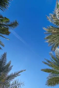 Bottom view of palm trees against a beautiful blue sky. Green palm tree on bl Stock Photos