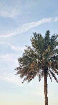 Bottom view of palm trees against a beautiful blue sky. Green palm tree on bl Stock Photos