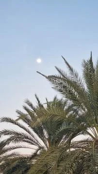Bottom view of palm trees against a beautiful blue sky. Green palm tree on bl Foto stock