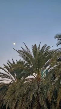 Bottom view of palm trees against a beautiful blue sky. Green palm tree on bl Stock Photos