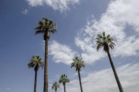 Bottom view of palm trees against a beautiful blue sky. Green palm tree on blue Stock Photos