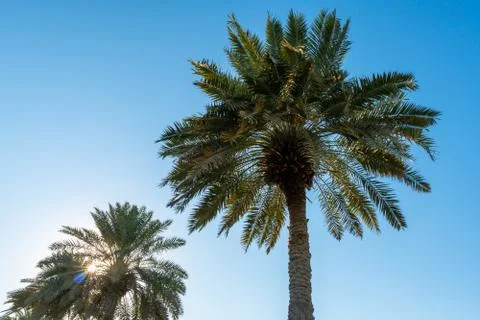 Bottom view to the palm trees on background of blue sky at sunny day Foto stock