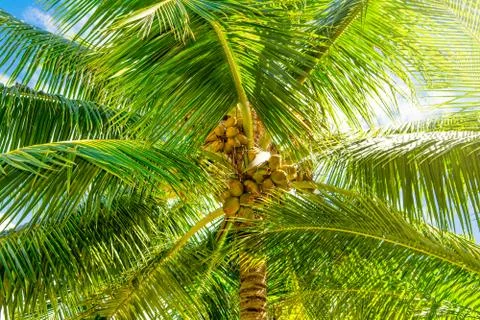 Bottom view of palm trees with coconut  branches Stock Photos