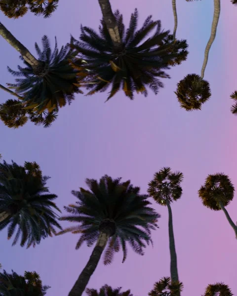 Bottom up view of palm trees at pink sunset Stock Footage 277349625