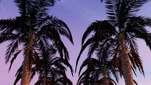Bottom up view of palm trees at pink sunset Video stock 277350168