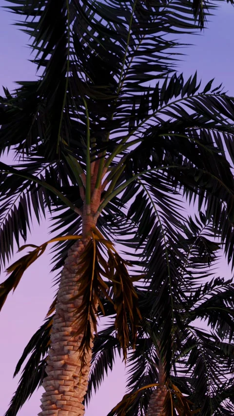 Bottom up view of palm trees at pink sunset Video stock 277350221