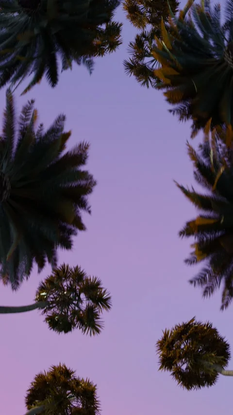 Bottom up view of palm trees at pink sunset Stock Footage 277350836