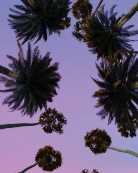 Bottom up view of palm trees at pink sunset Stock Footage 277350842
