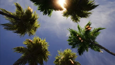 Bottom view of palm trees in sunlight. 3d animated background. 3d render Stock Footage 197411353