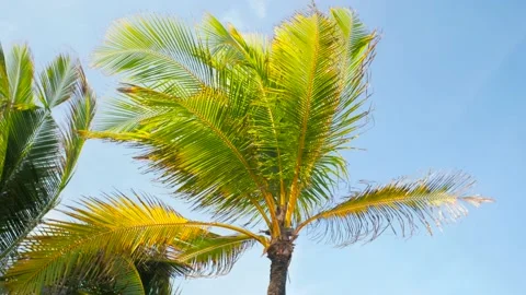 Bottom view of palm trees in sunshine Palm trees against a beautiful blue sky Stock Footage 165842859