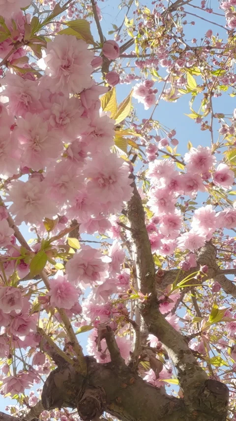 Bottom view, panorama of Japanese cherry tree full of pink blooming flowers Vídeos de archivo 337446336