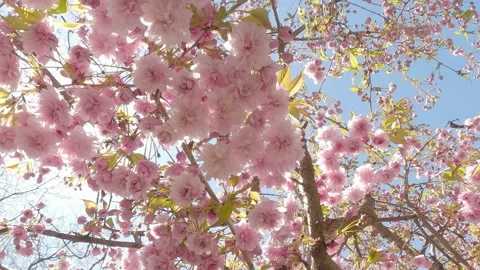 Bottom view, panorama of Japanese cherry tree full of pink blooming flowers Stock Footage 340073221